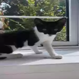 adoptable Cat in London, England named Bella